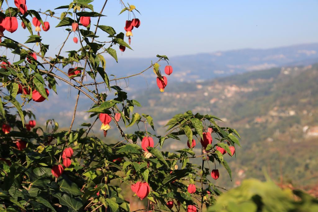 Douro Senses - Village House Cinfães Zimmer foto